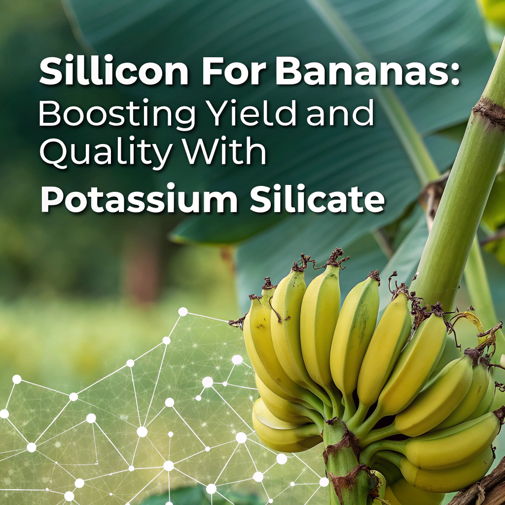 A close-up of a bunch of bananas on a plant, with a conceptual glowing effect on the leaves and stems, and the title "Silicon for Bananas: Boosting Yield and Quality with Potassium Silicate" overlaid.